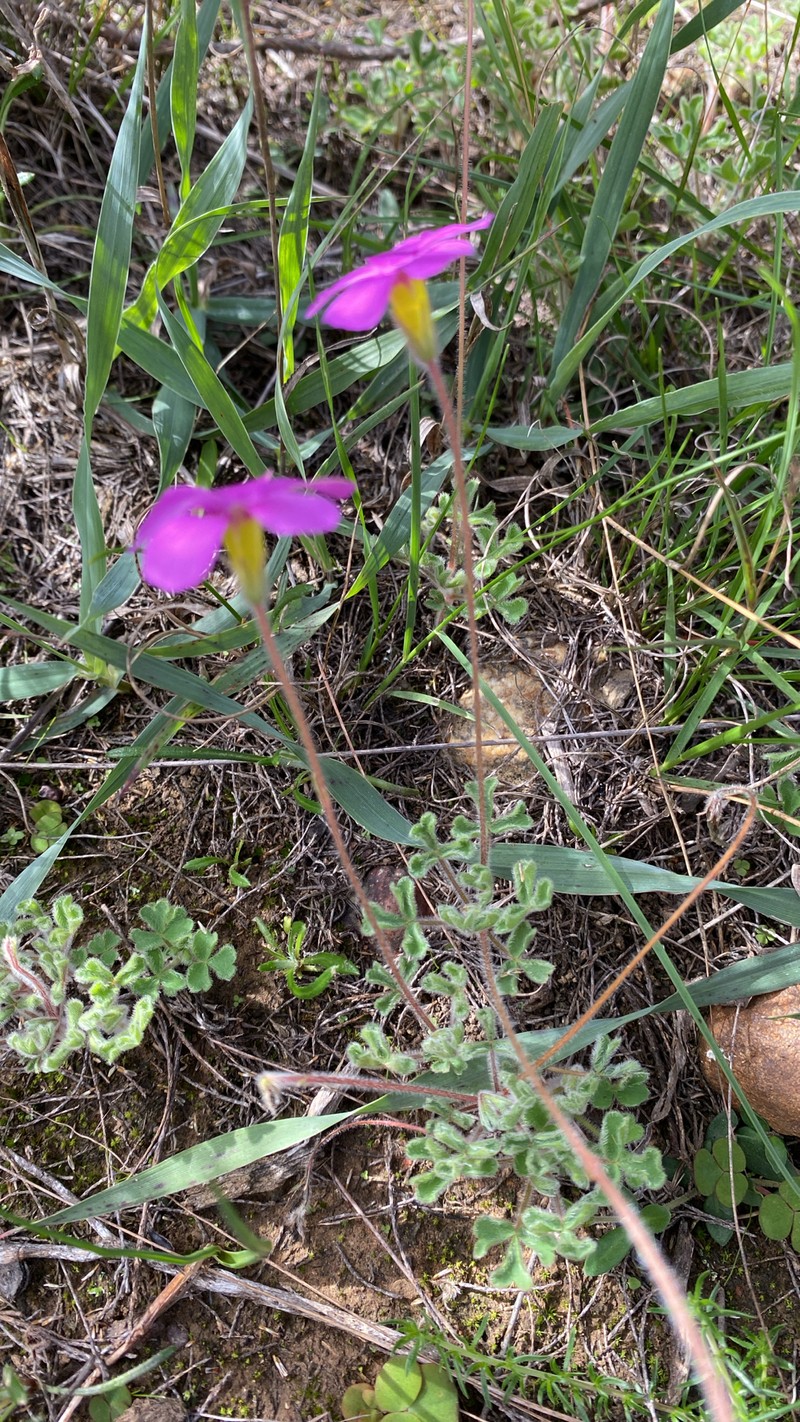 Oxalis imbricata var. cuneifolia photo 4