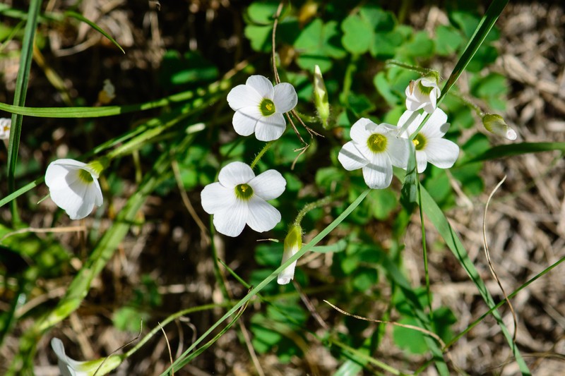 Oxalis imbricata var. imbricata