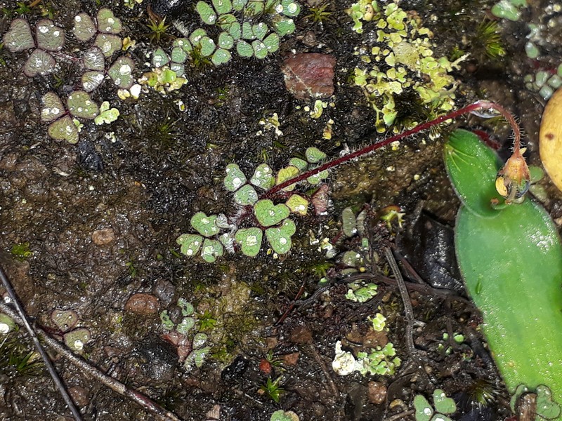 Oxalis imbricata var. imbricata photo 3