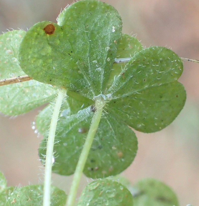 Oxalis imbricata var. imbricata photo 4