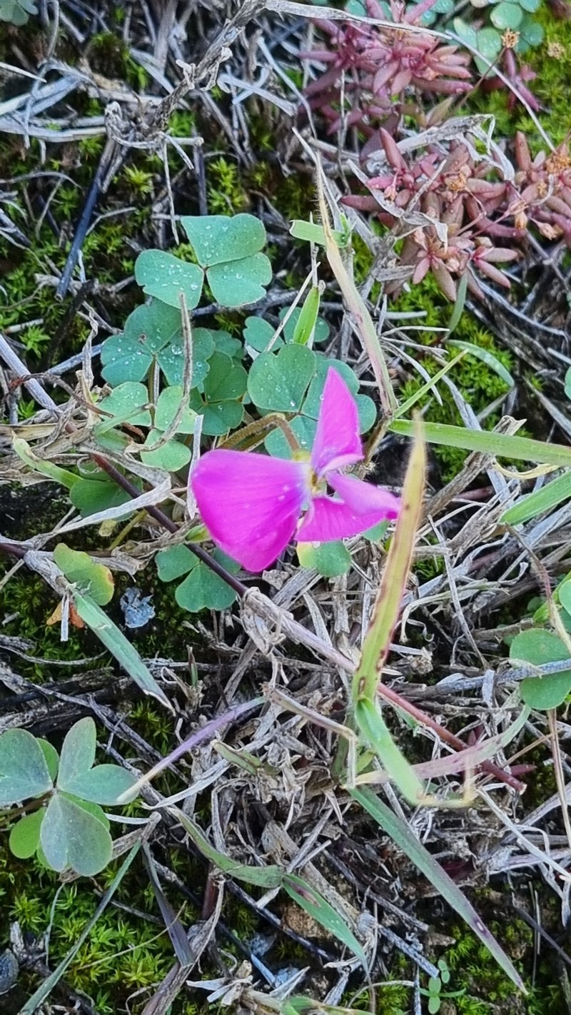 Oxalis imbricata var. violacea