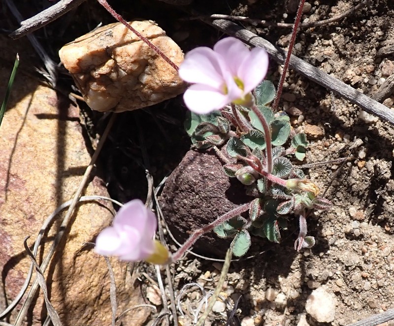 Oxalis imbricata var. violacea photo 2