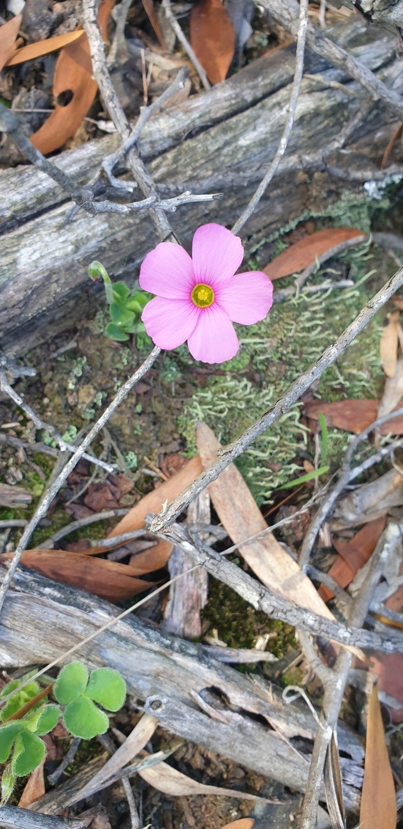 Oxalis imbricata var. violacea photo 3