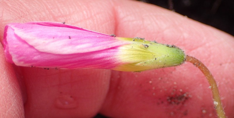 Oxalis imbricata var. violacea photo 4