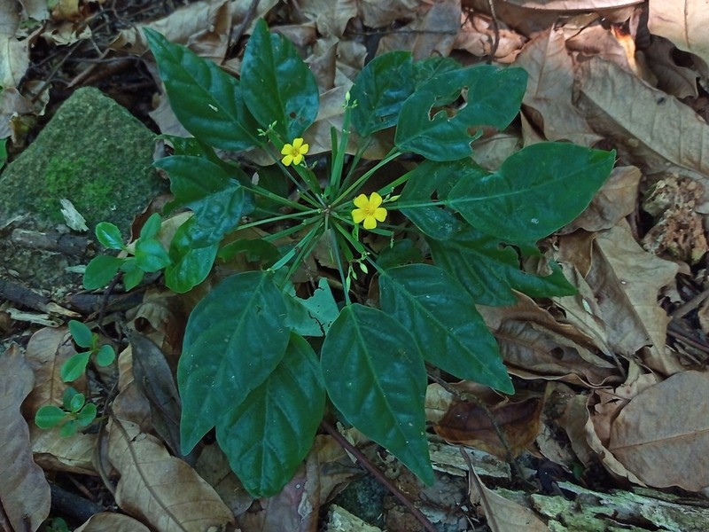 Oxalis impatiens