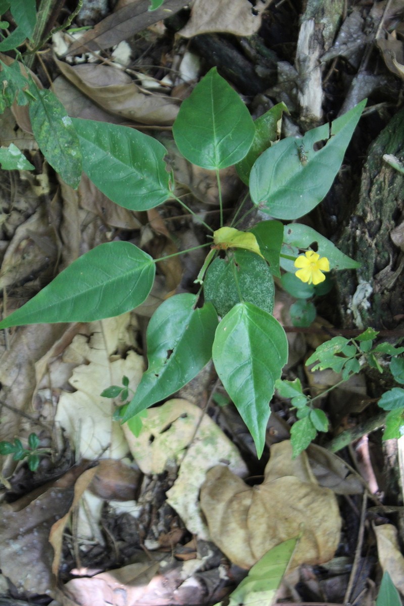 Oxalis impatiens photo 2