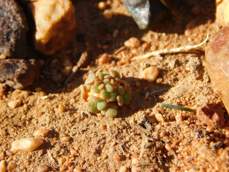 Oxalis inaequalis photo 2