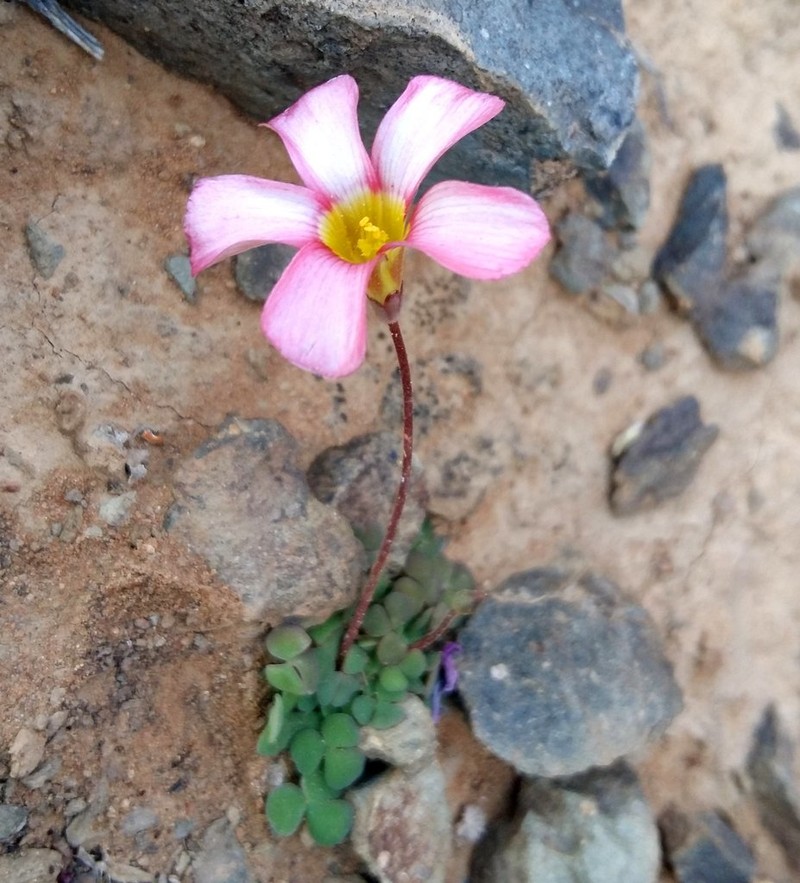 Oxalis inaequalis photo 3