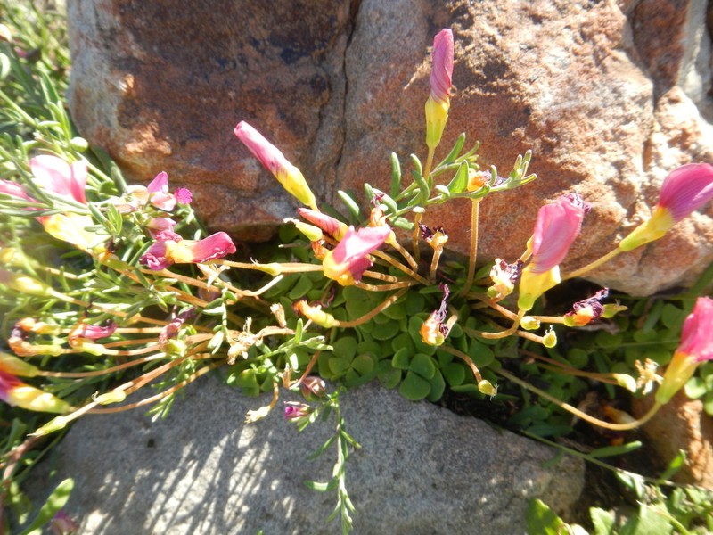 Oxalis inaequalis photo 4