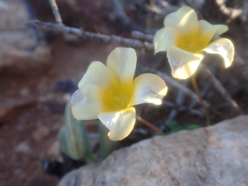 Oxalis inaequalis photo 5