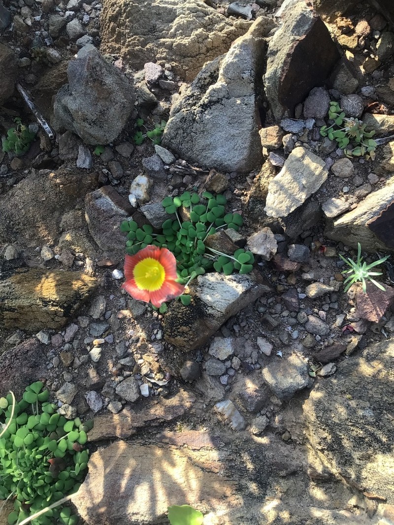 Oxalis inaequalis photo 6
