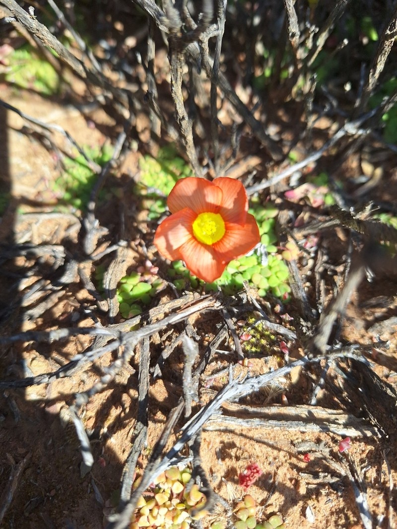 Oxalis inaequalis photo 7