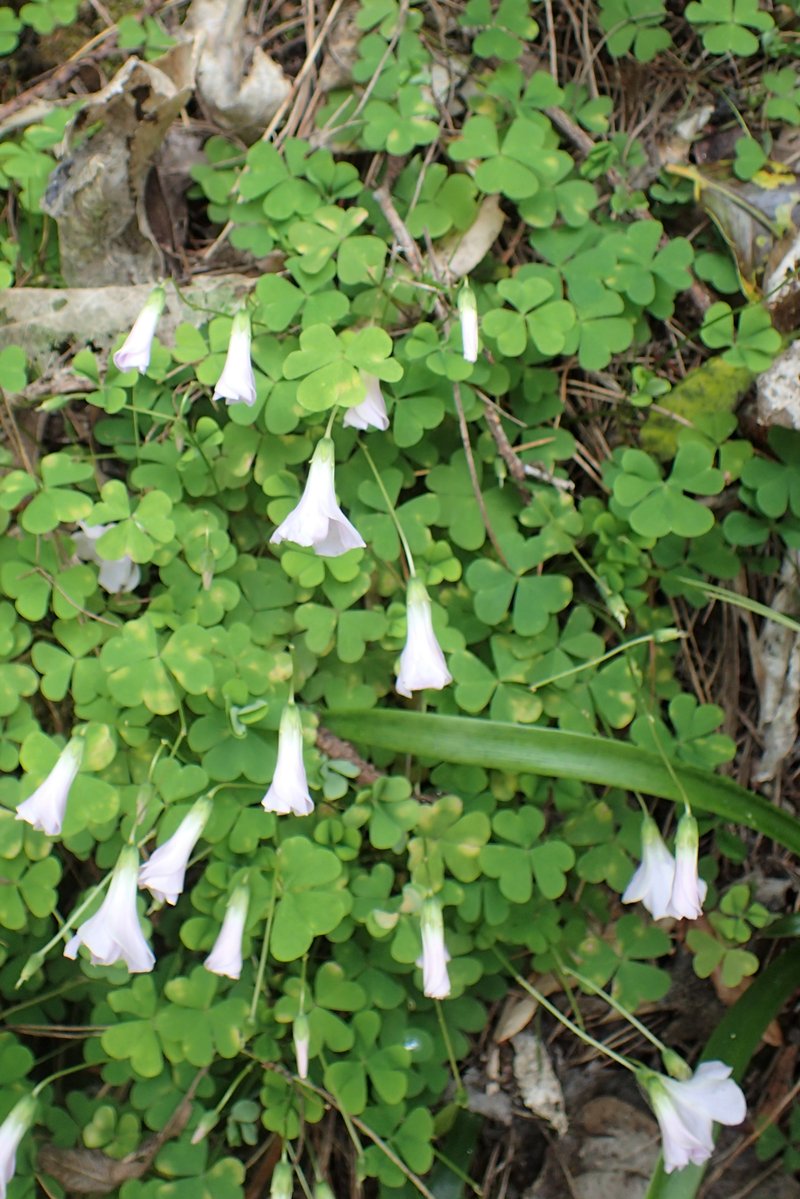 Crimson Woodsorrel photo 5