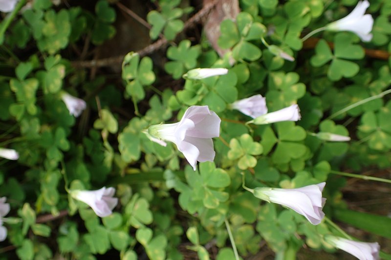 Crimson Woodsorrel photo 6