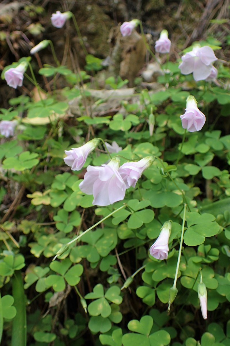 Crimson Woodsorrel photo 7