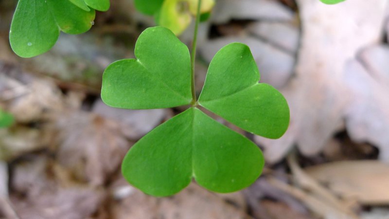 Crimson Woodsorrel photo 8
