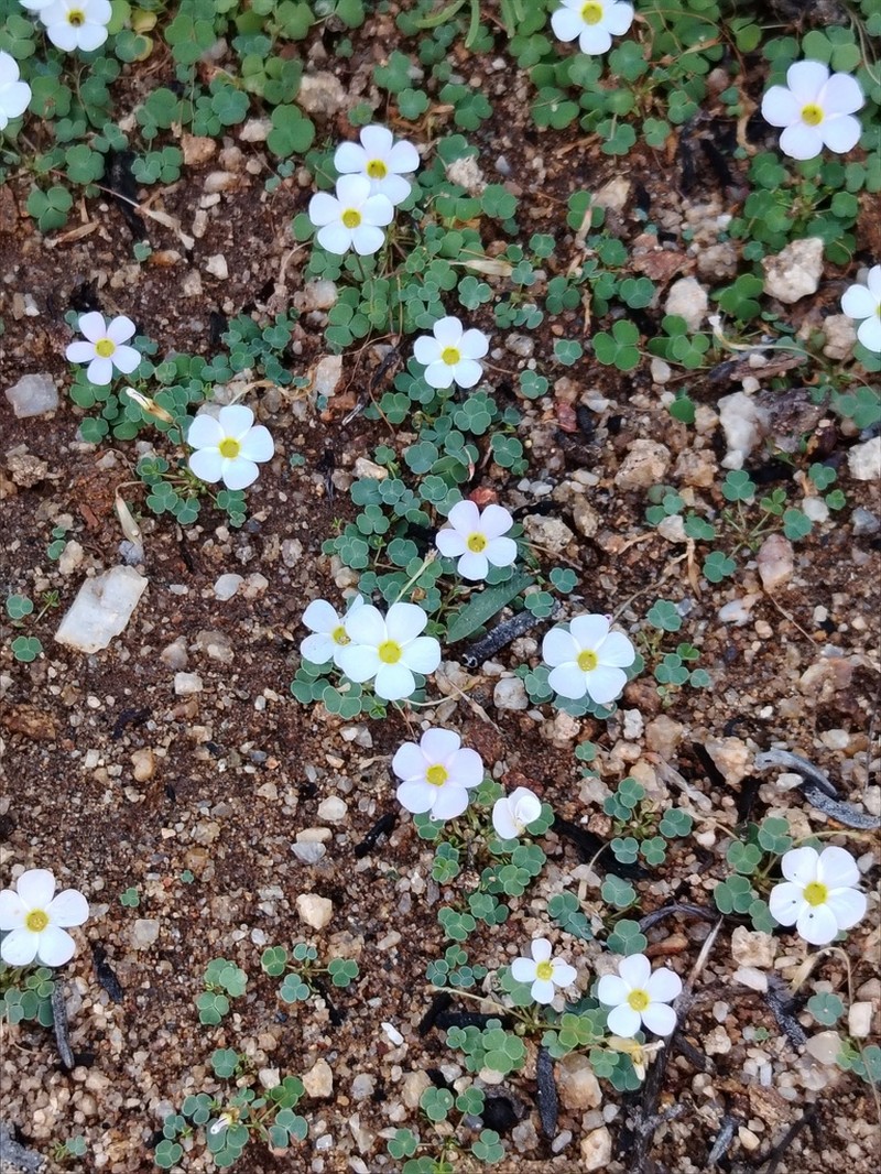 Oxalis inconspicua