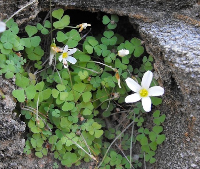 Oxalis inconspicua photo 2