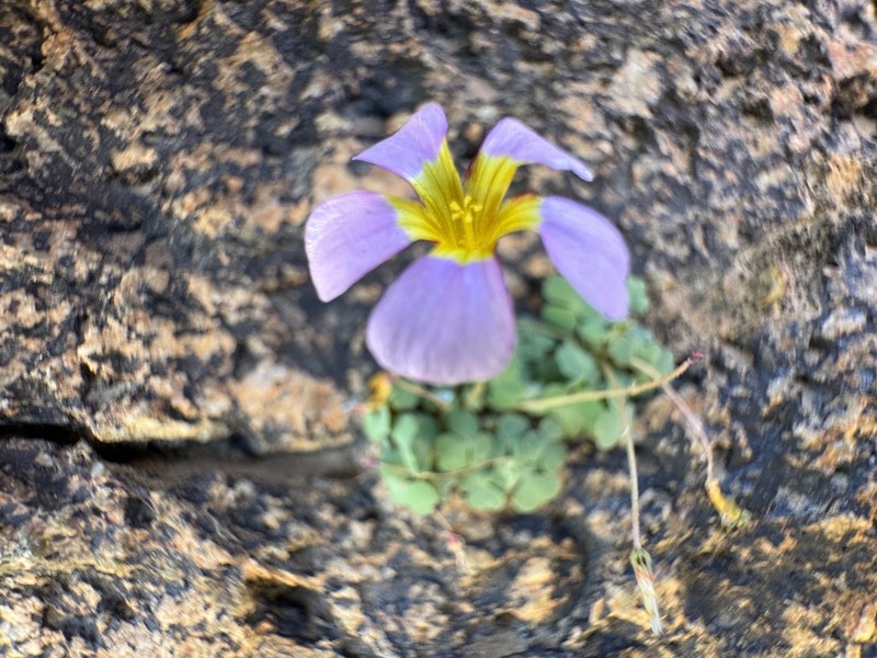 Oxalis inconspicua photo 3