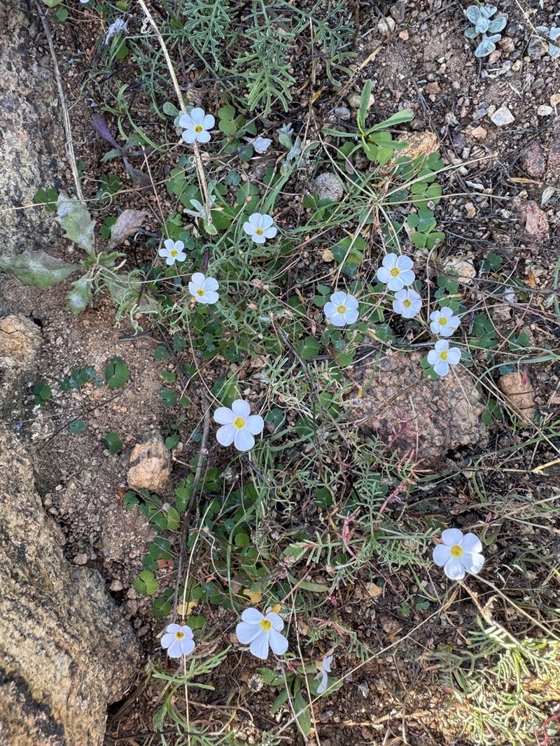 Oxalis inconspicua photo 4