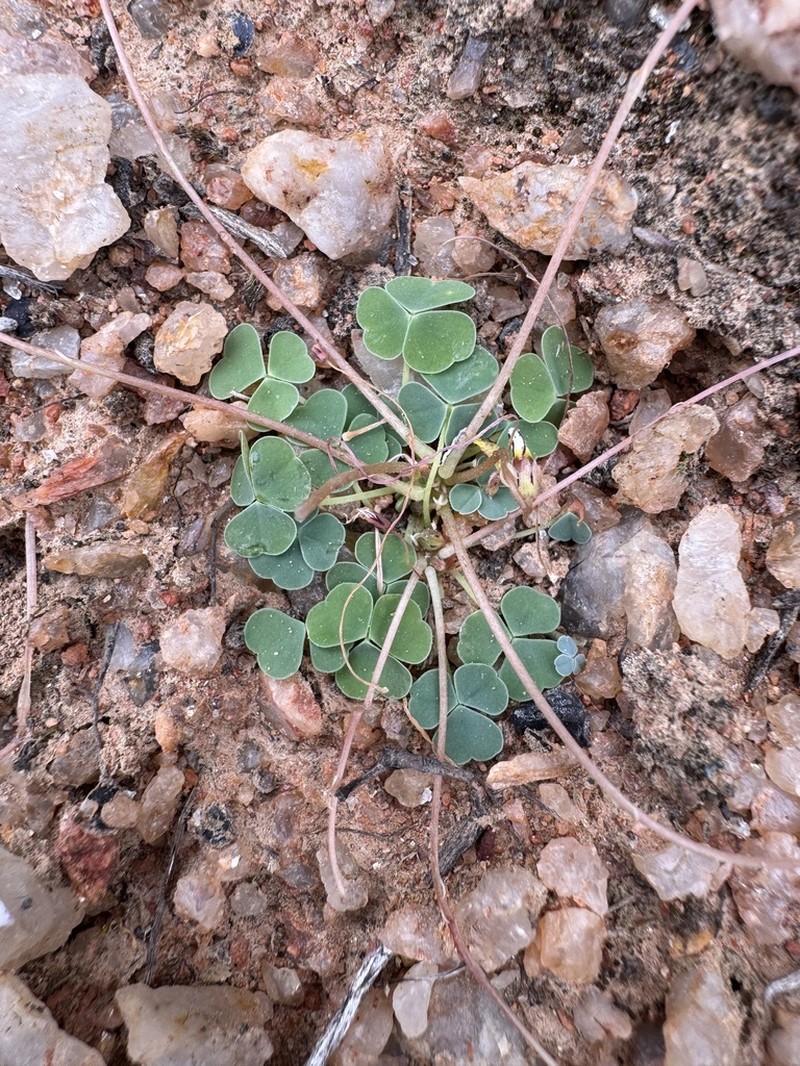 Oxalis inconspicua photo 5