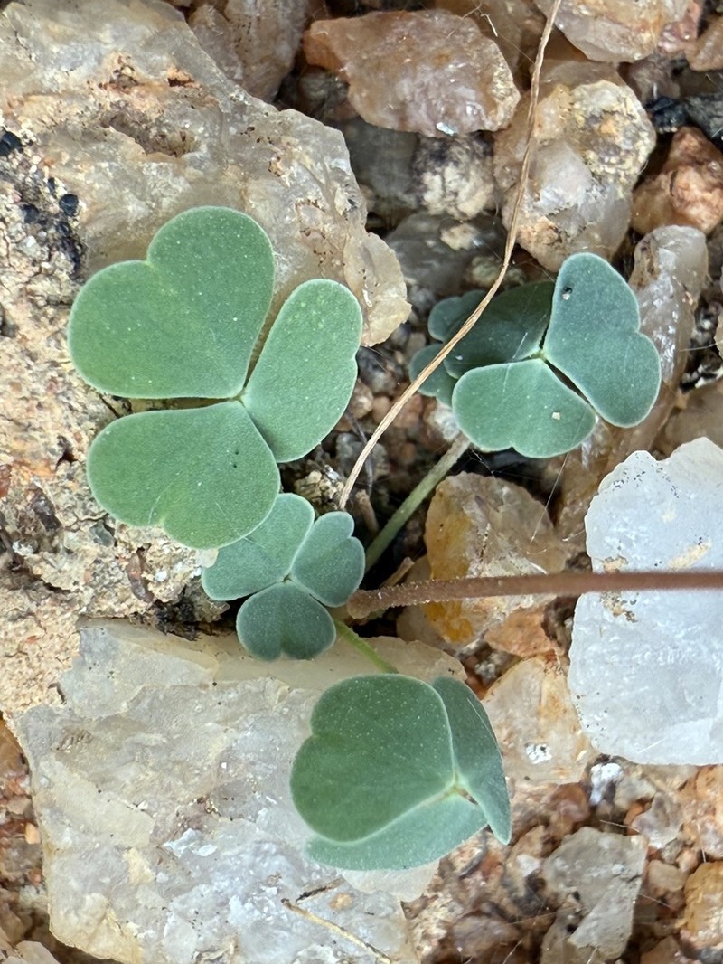 Oxalis inconspicua photo 6