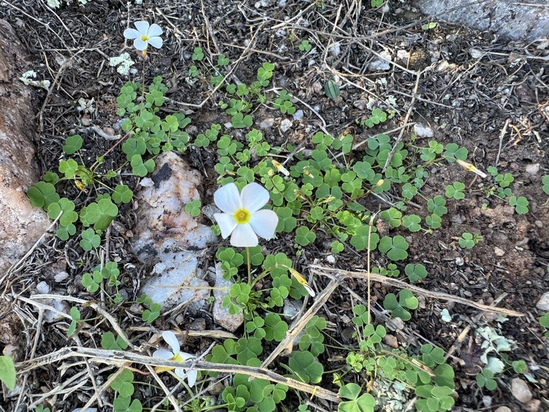 Oxalis inconspicua photo 7