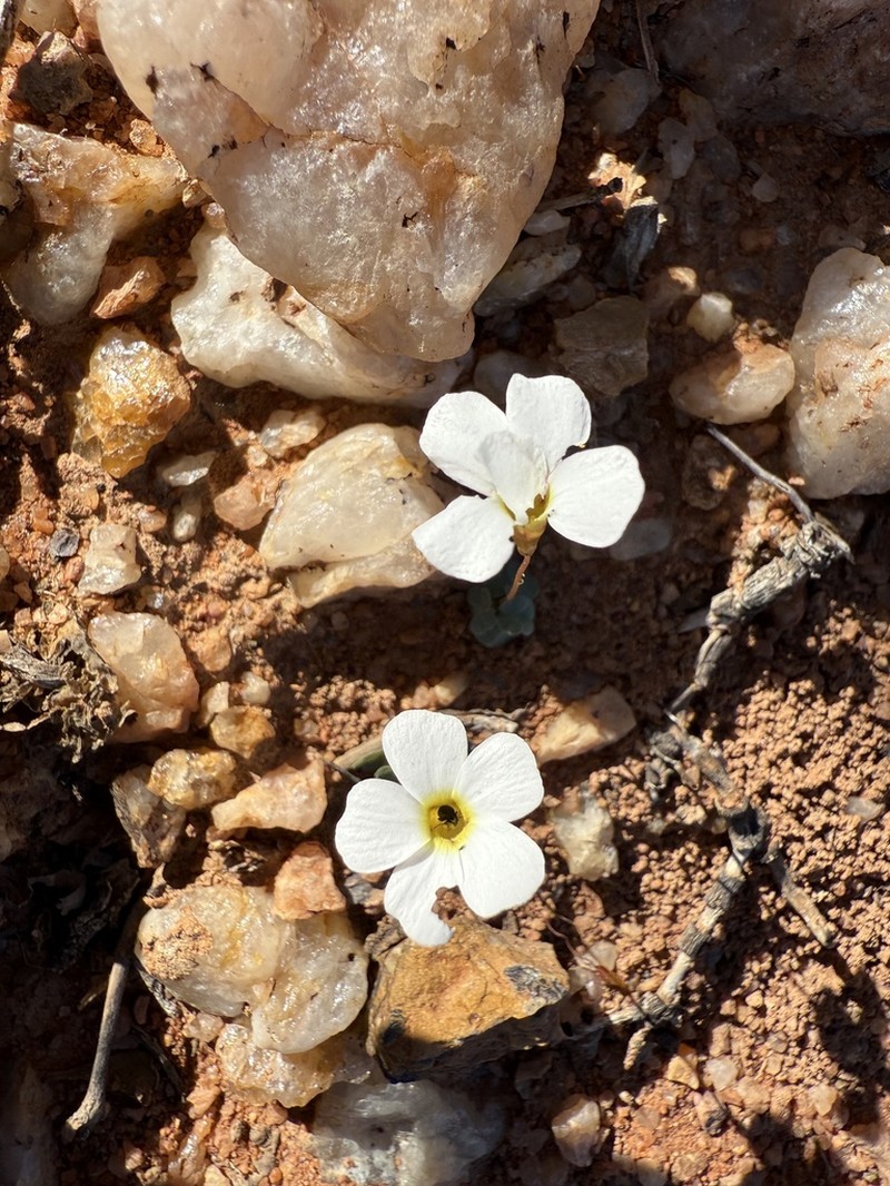 Oxalis inconspicua photo 8