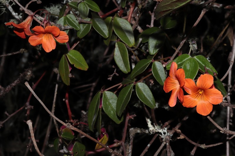 Oxalis integra