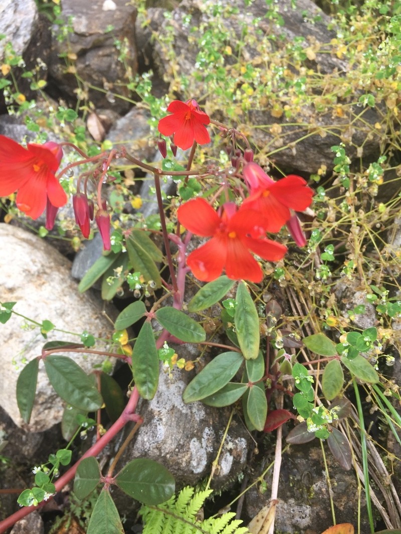 Oxalis integra photo 3