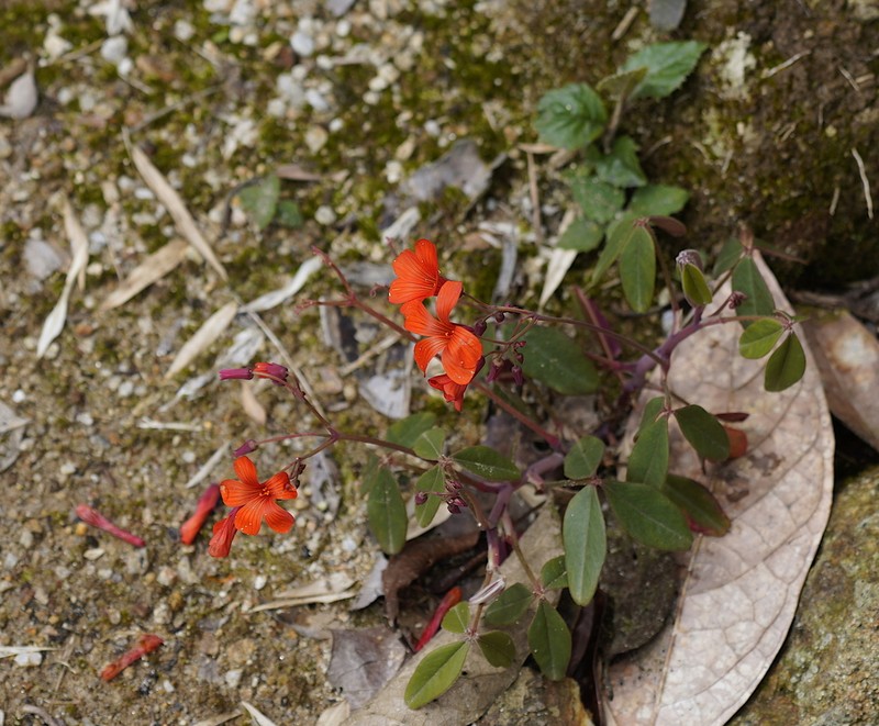 Oxalis integra photo 4