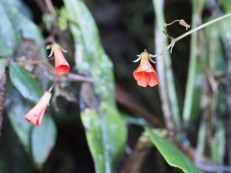 Oxalis integra photo 6