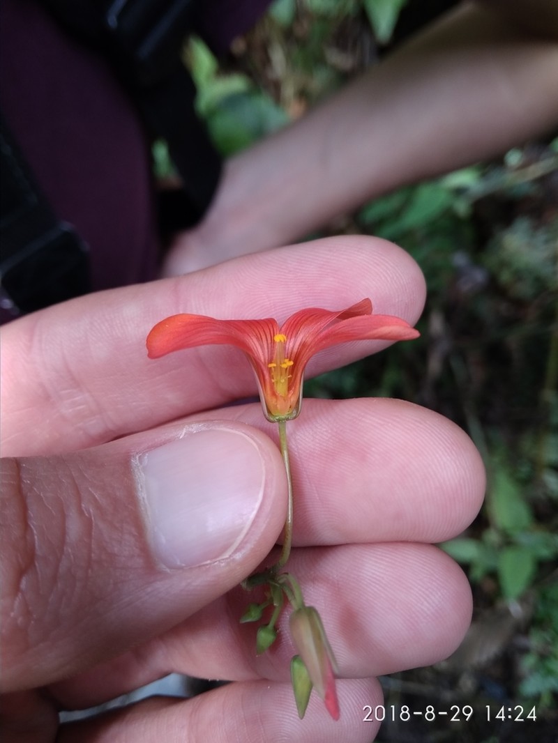 Oxalis integra photo 7