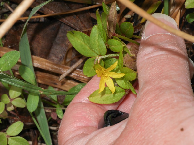 Oxalis integra photo 8