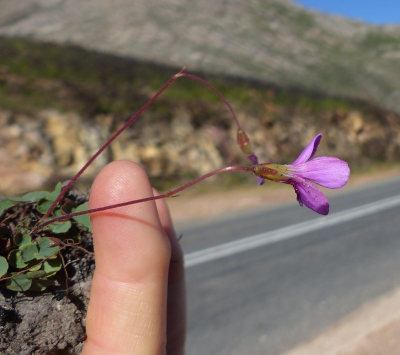 Oxalis ioeides photo 2
