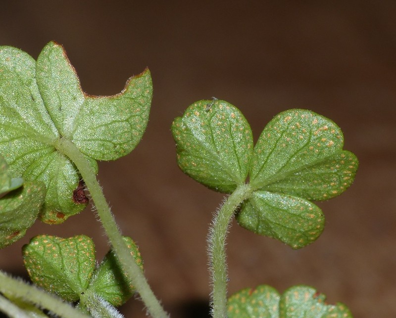 Oxalis ioeides photo 3