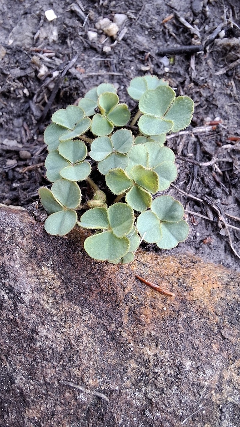 Oxalis ioeides photo 5