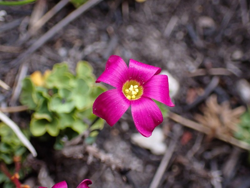 Oxalis ioeides photo 6