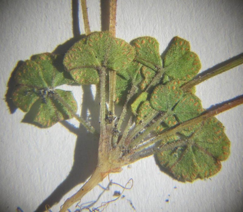 Oxalis ioeides photo 7