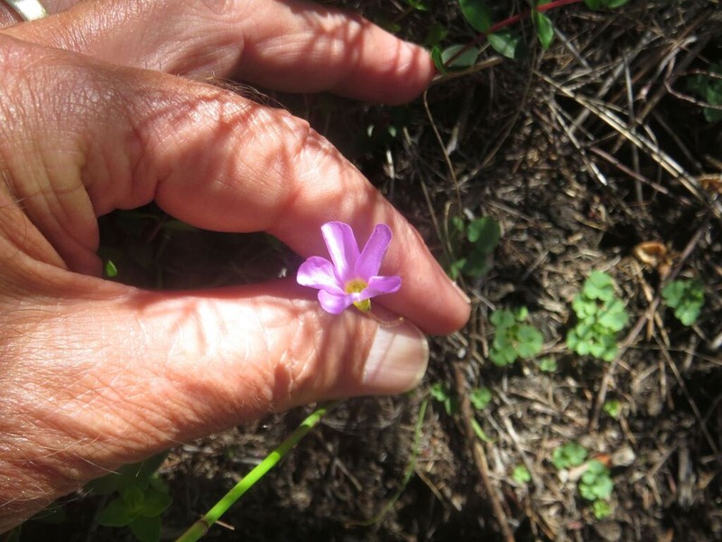 Oxalis ioeides photo 8