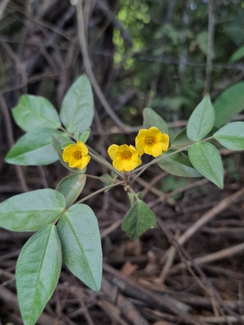 Oxalis jacobinensis