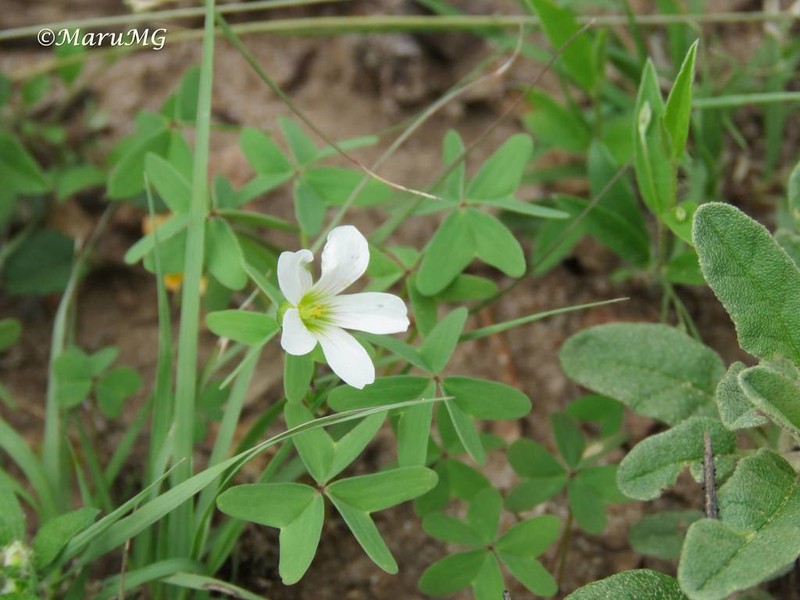 Oxalis jacquiniana