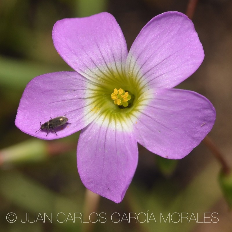 Oxalis jacquiniana photo 2