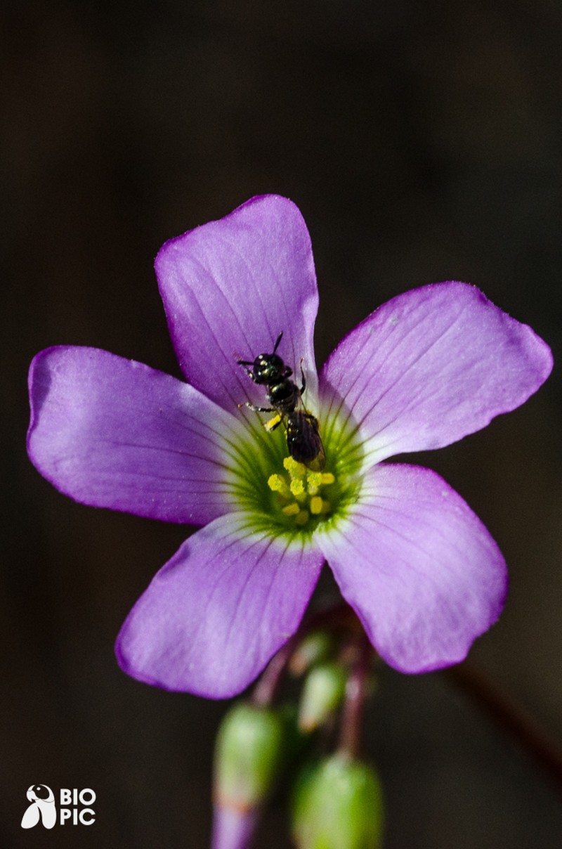 Oxalis jacquiniana photo 3