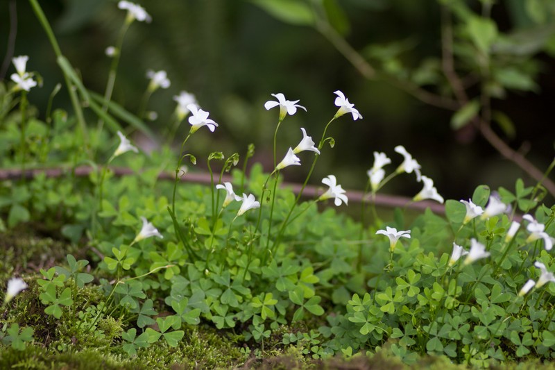 Oxalis jacquiniana photo 4
