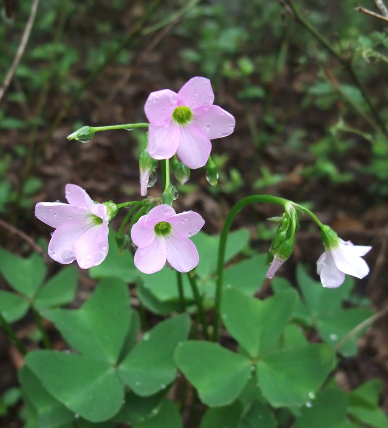 Oxalis jacquiniana photo 5