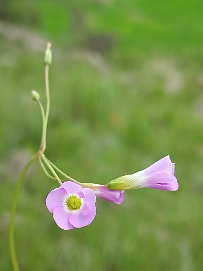 Oxalis jacquiniana photo 6