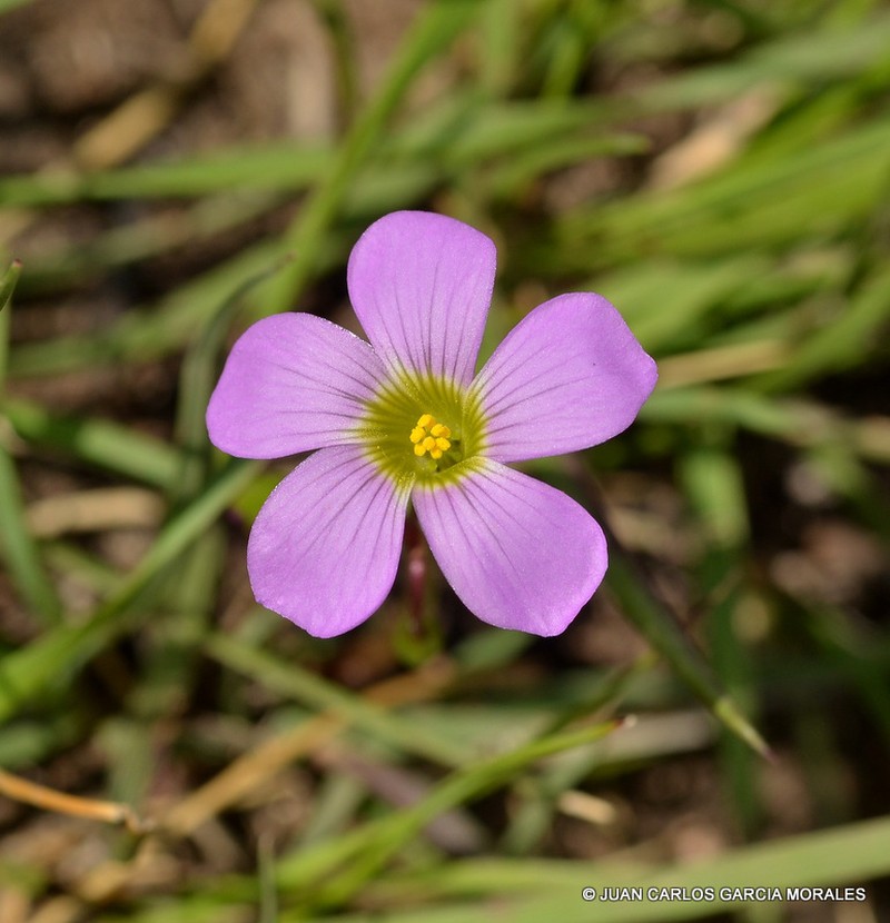 Oxalis jacquiniana photo 7