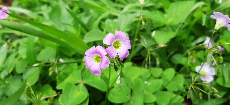 Oxalis jacquiniana photo 8