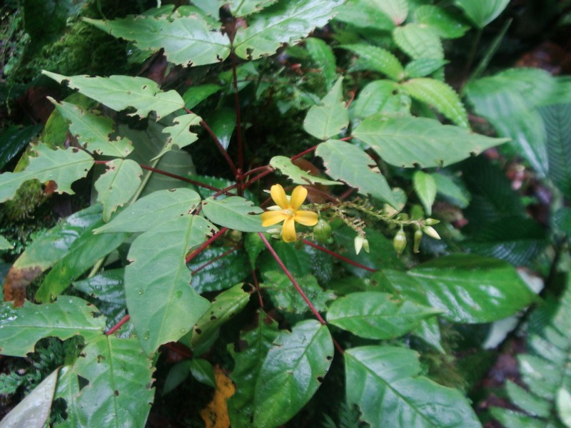 Oxalis jamesonii